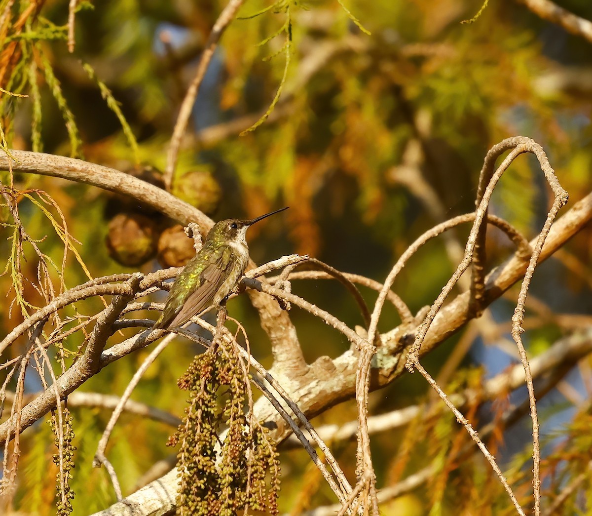 Рубиновогорлый колибри - ML647850388