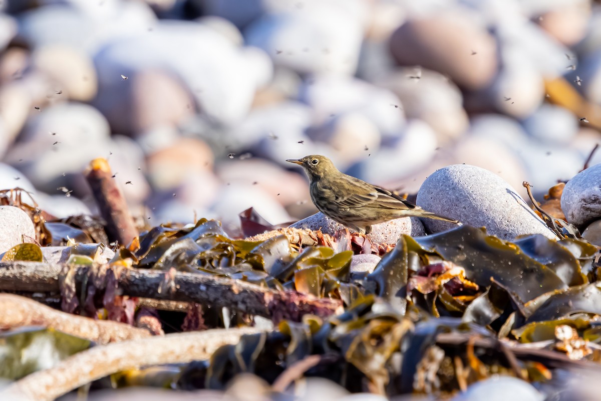 Bisbita Costero - ML647850391