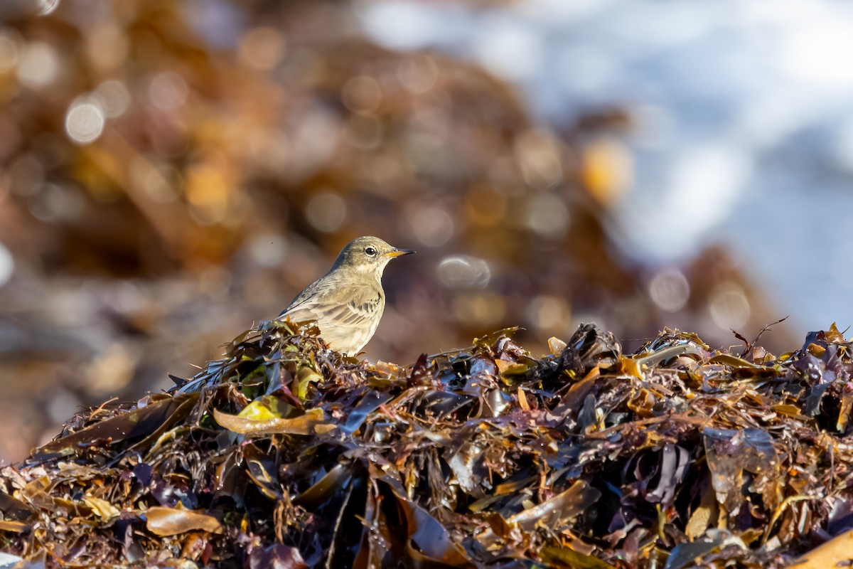 Bisbita Costero - ML647850392