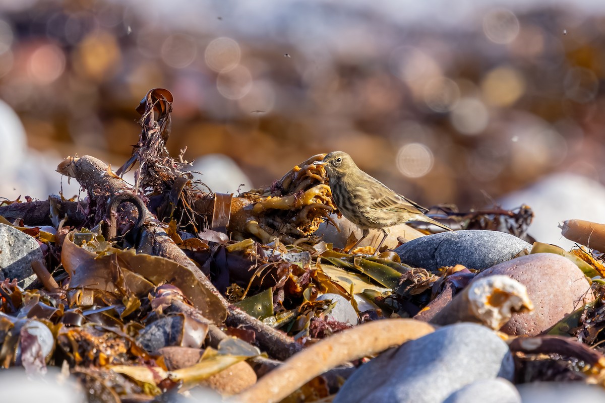 Bisbita Costero - ML647850394