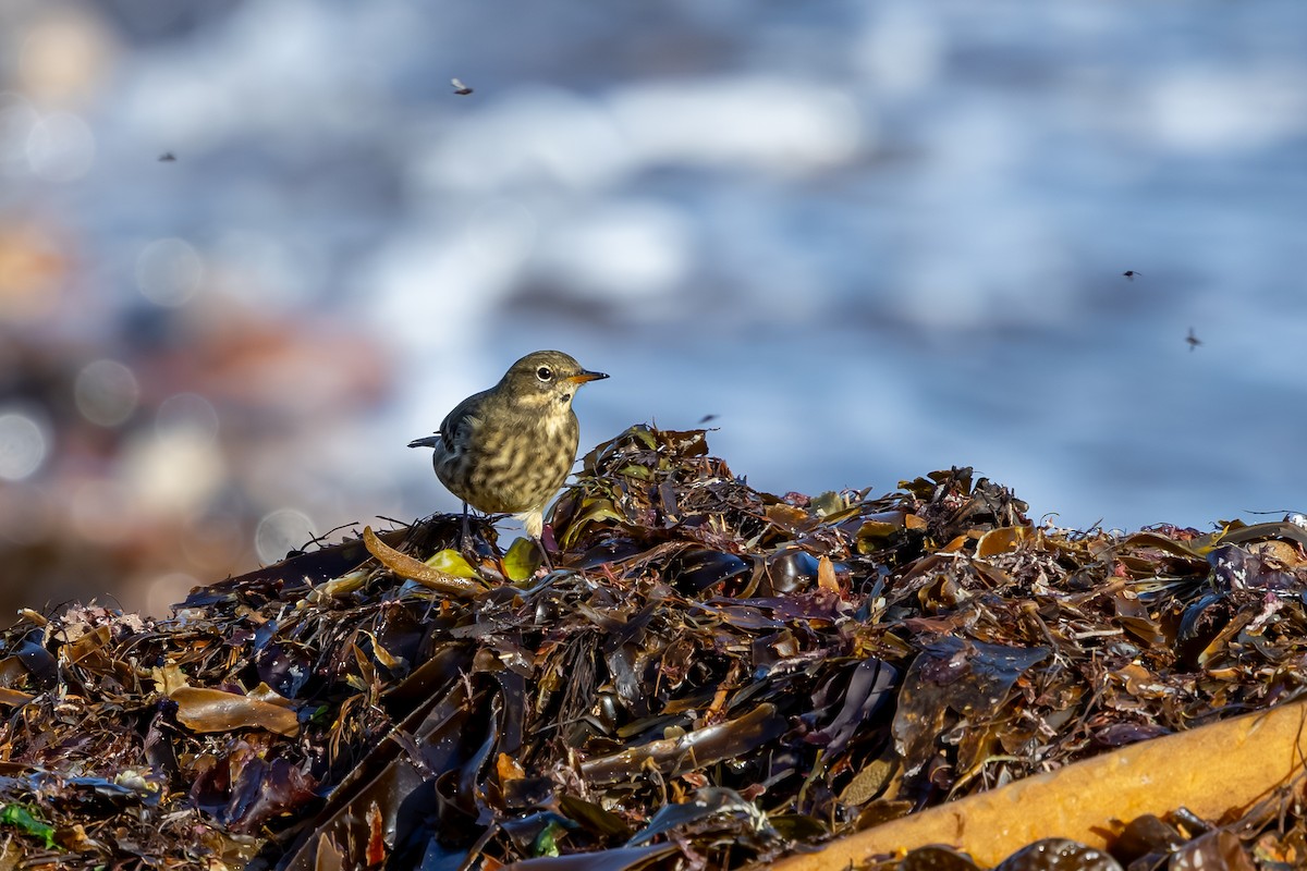 Bisbita Costero - ML647850395