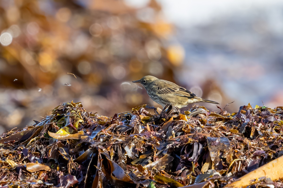 Bisbita Costero - ML647850396