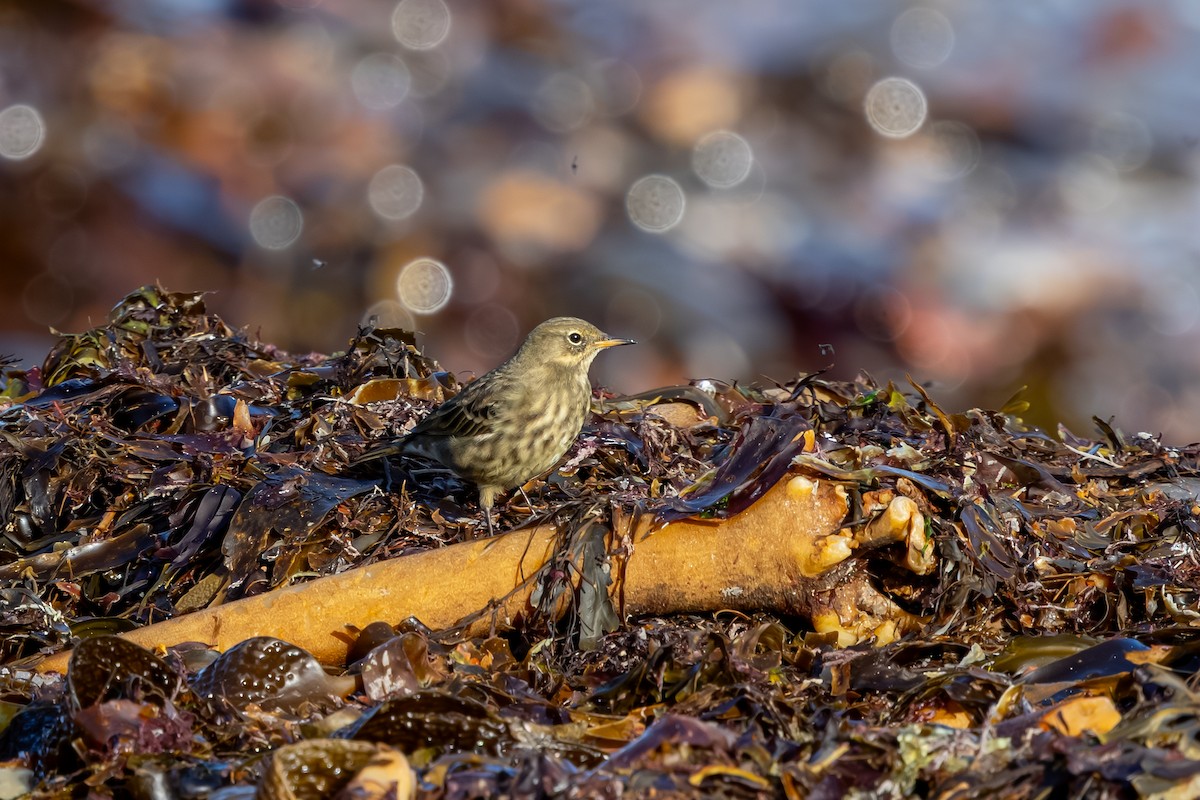 Bisbita Costero - ML647850397