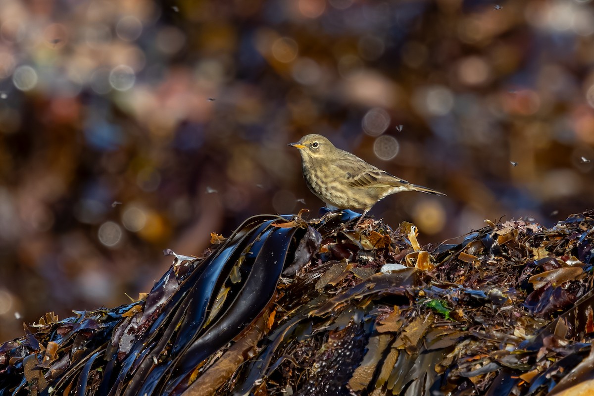 Bisbita Costero - ML647850398