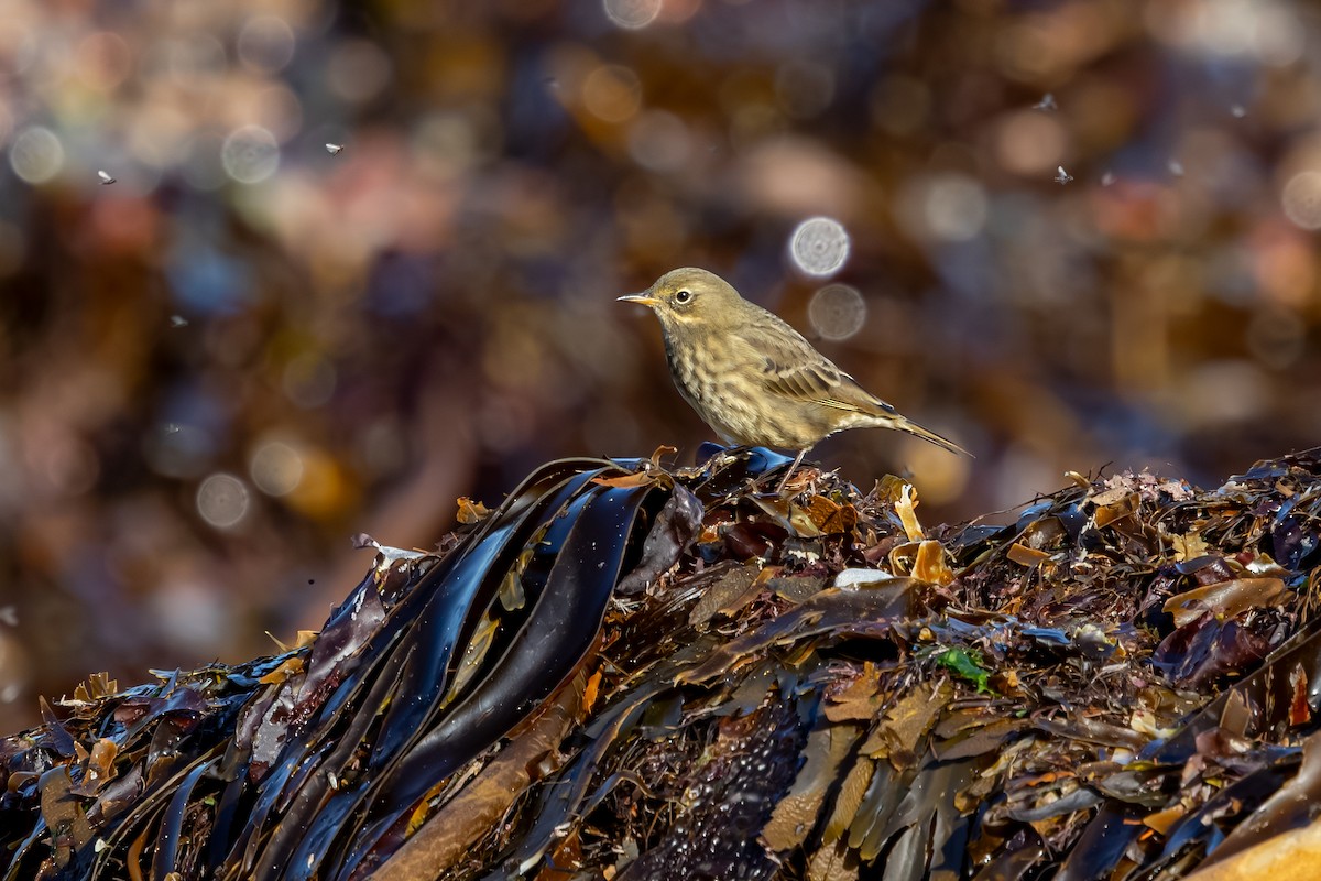 Bisbita Costero - ML647850399