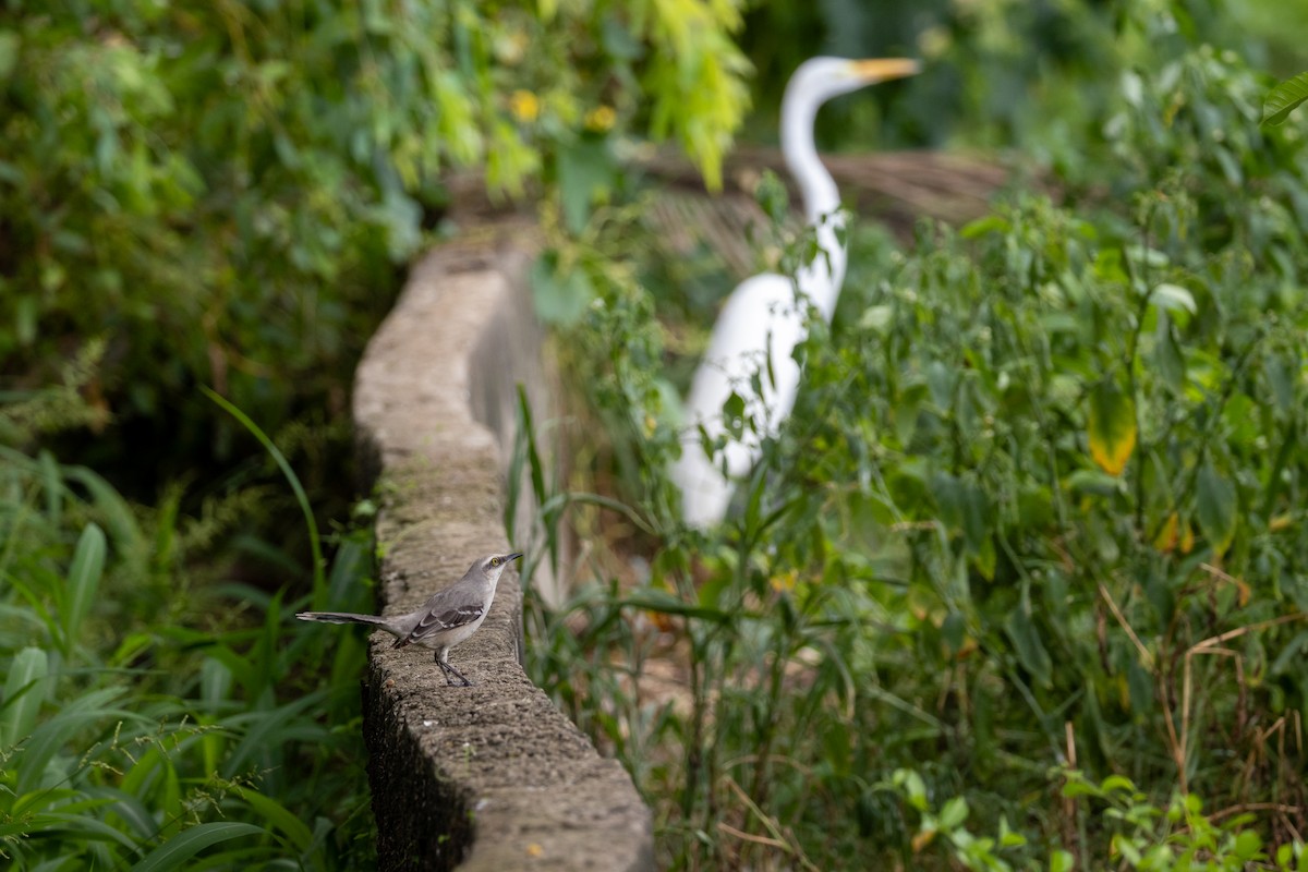 Tropikal Taklitçi - ML647850414