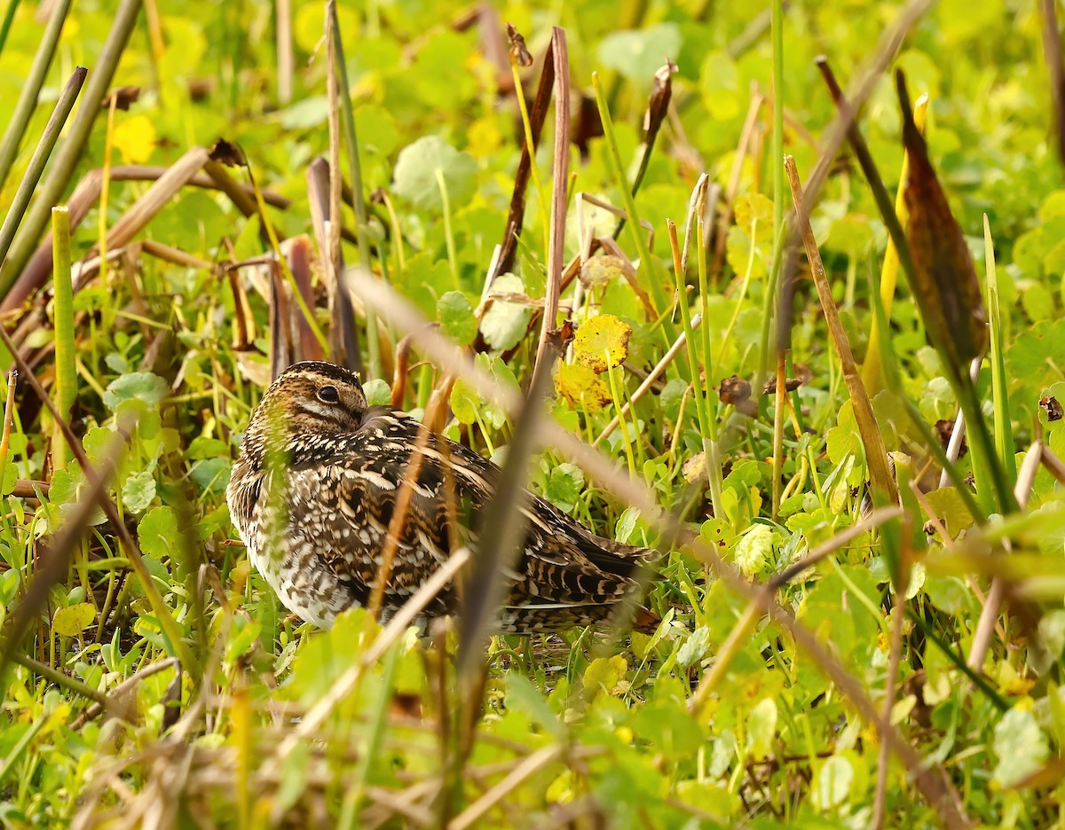 Wilson's Snipe - ML647850417
