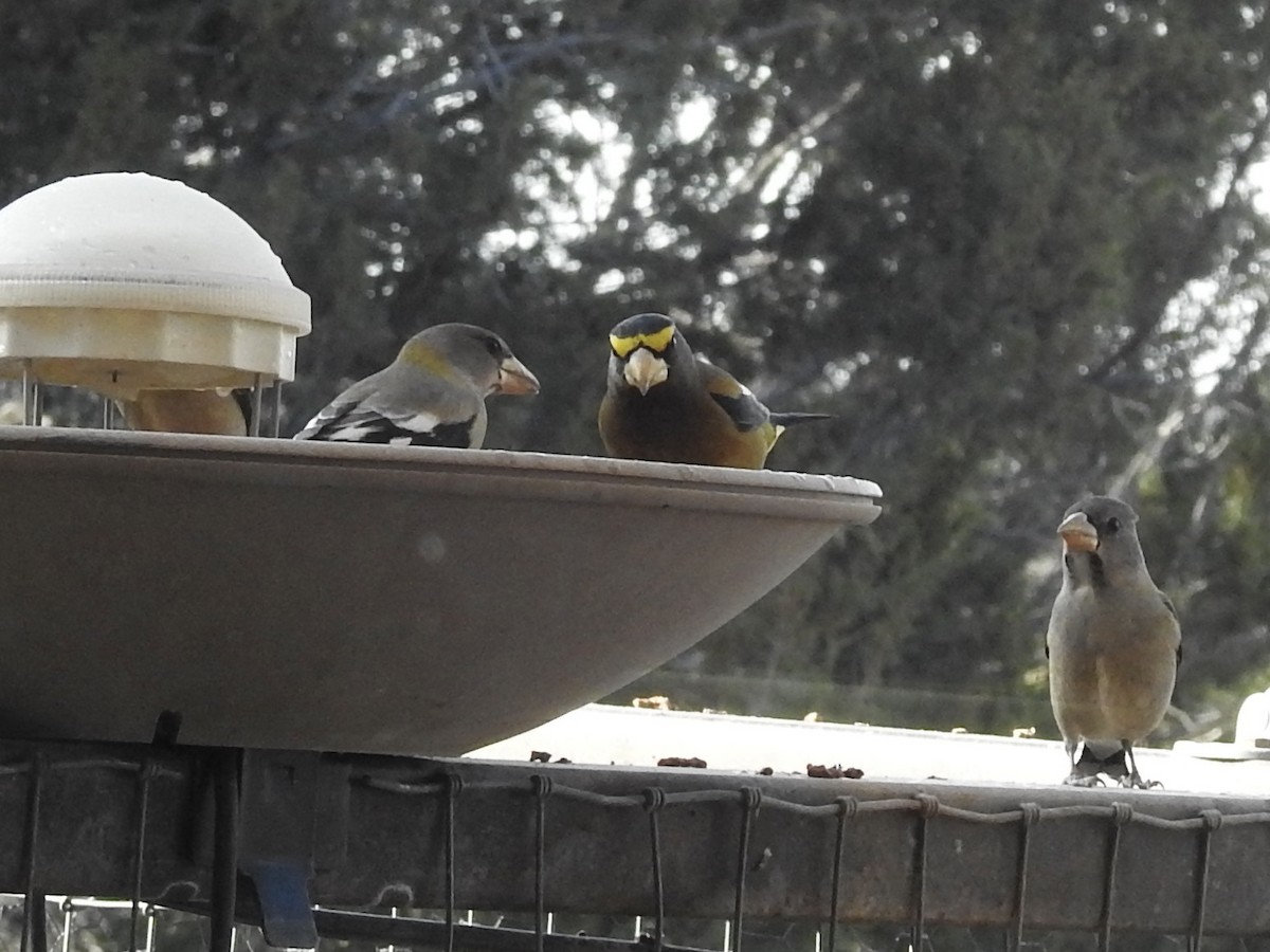 キビタイシメ - ML647850491