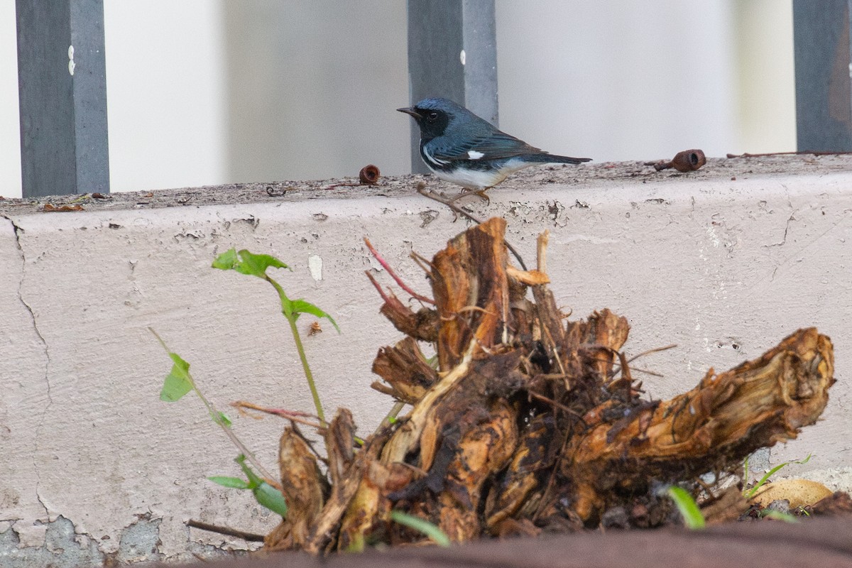 Black-throated Blue Warbler - ML647850528