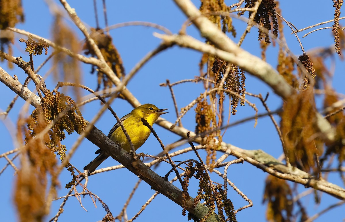 Pine Warbler - ML647850530