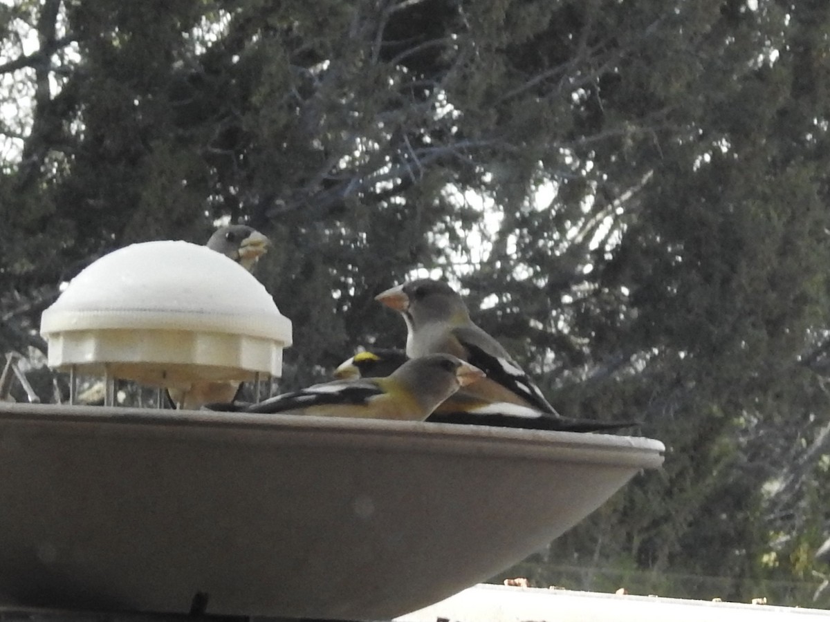 キビタイシメ - ML647850542