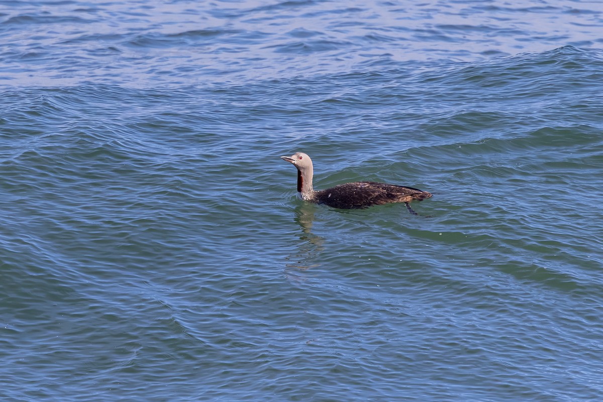 צוללן אדום-גרון - ML647850543