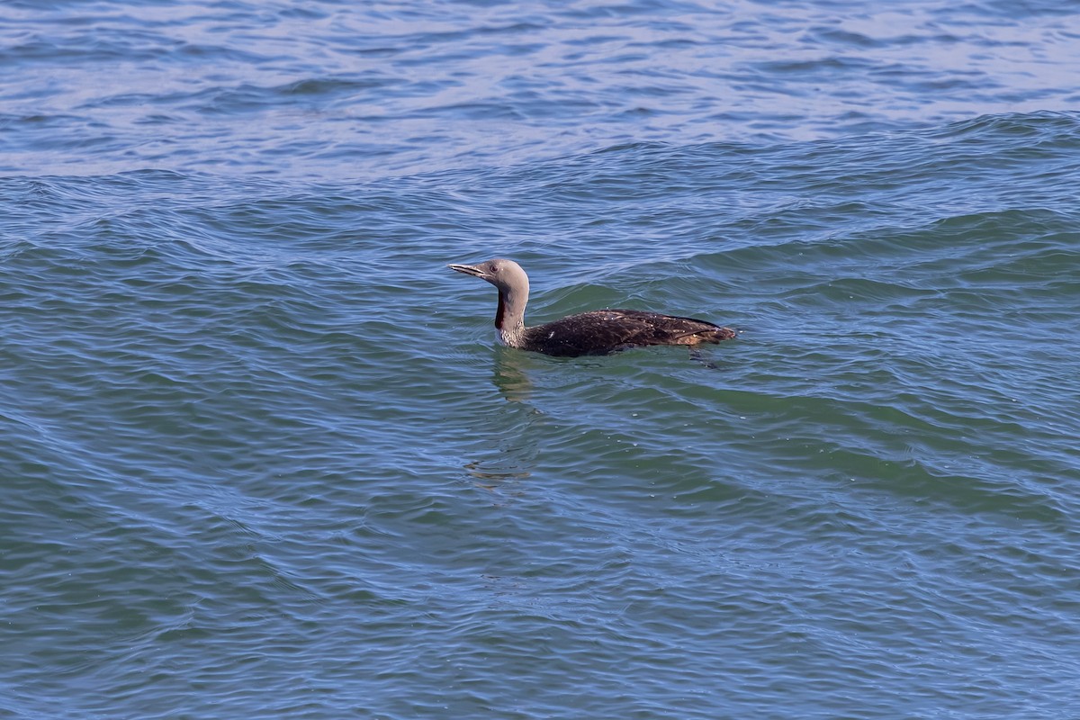 צוללן אדום-גרון - ML647850544