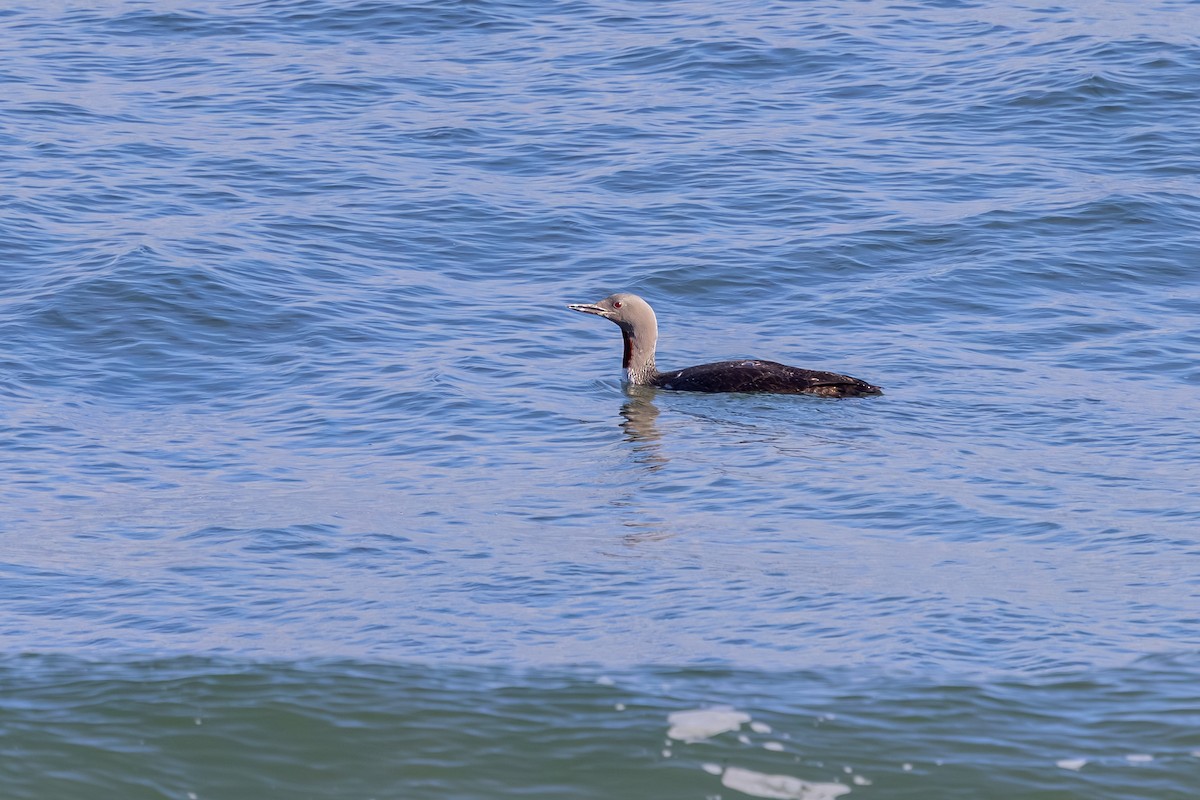 צוללן אדום-גרון - ML647850545