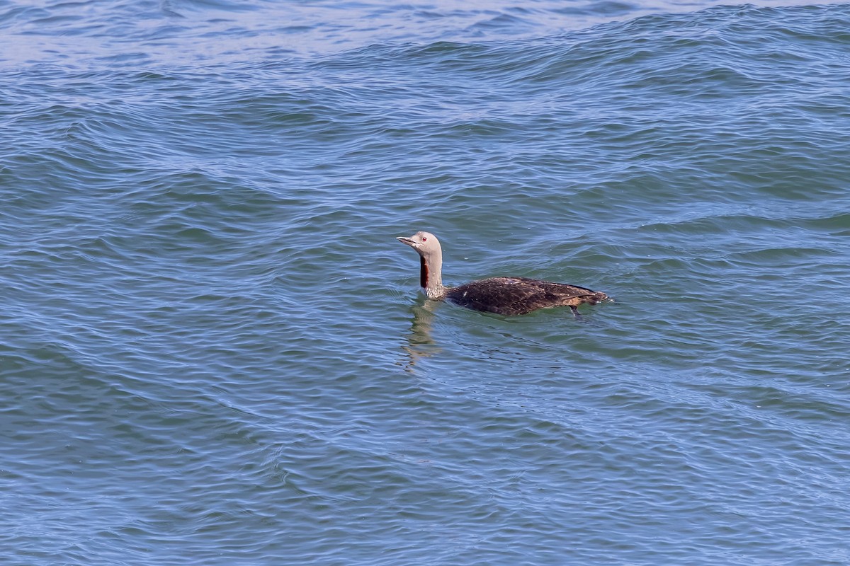 צוללן אדום-גרון - ML647850546