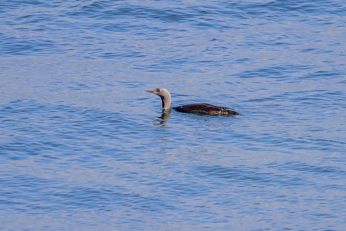 צוללן אדום-גרון - ML647850547
