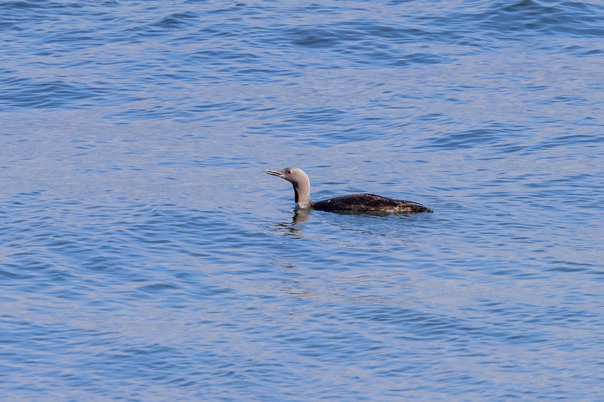 צוללן אדום-גרון - ML647850548