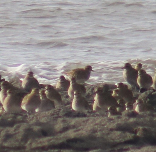 Сивка звичайна - ML647850549