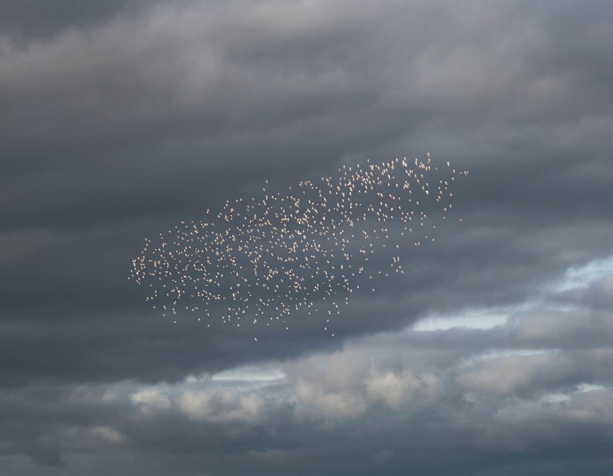 Сивка звичайна - ML647850550