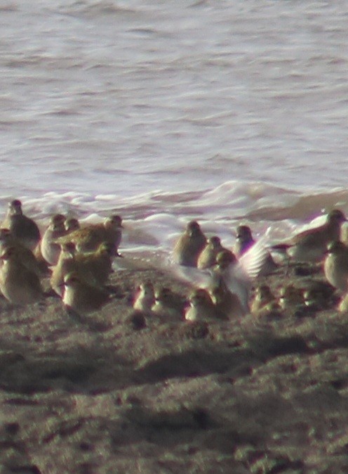 Сивка звичайна - ML647850551