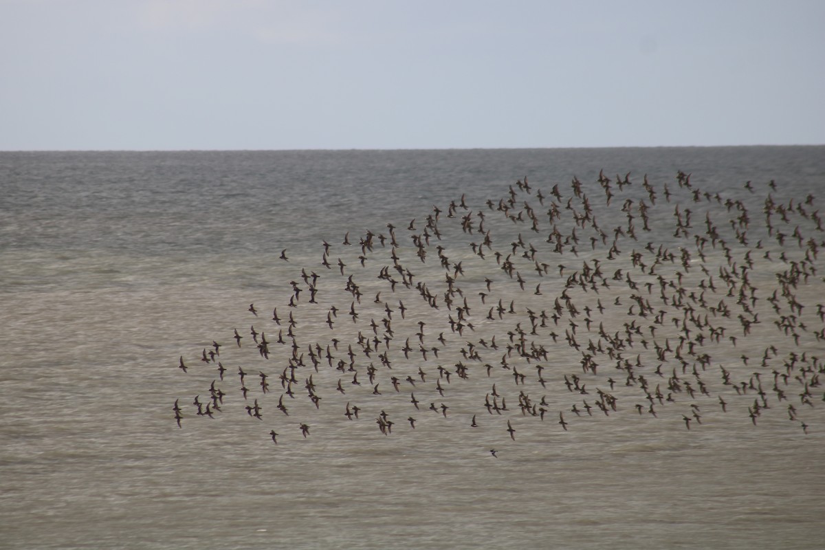 Сивка звичайна - ML647850553