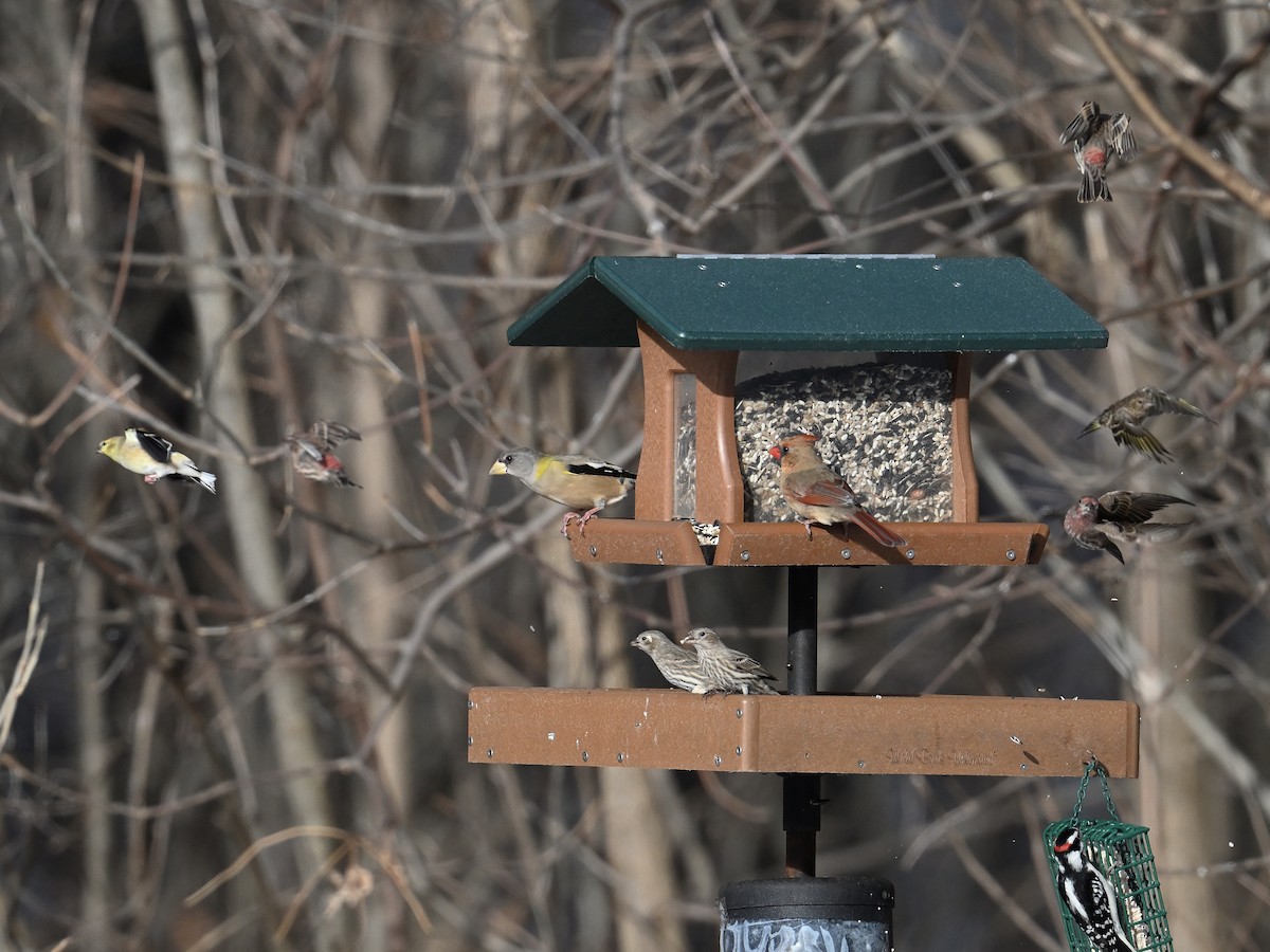 キビタイシメ - ML647850568