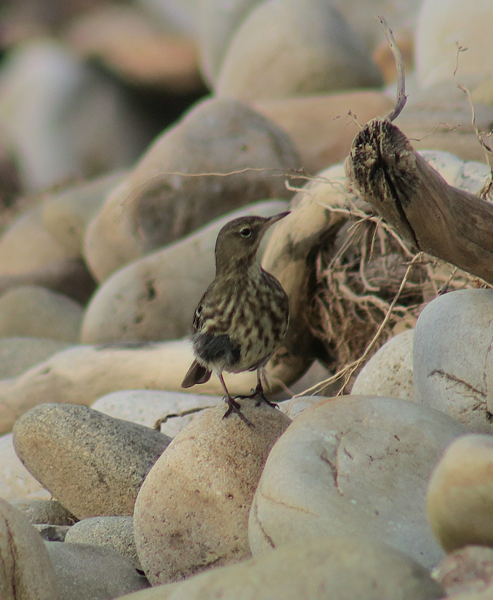 Bisbita Costero - ML647850586