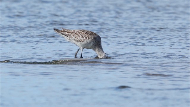 Bar-tailed Godwit (Siberian) - ML647850649