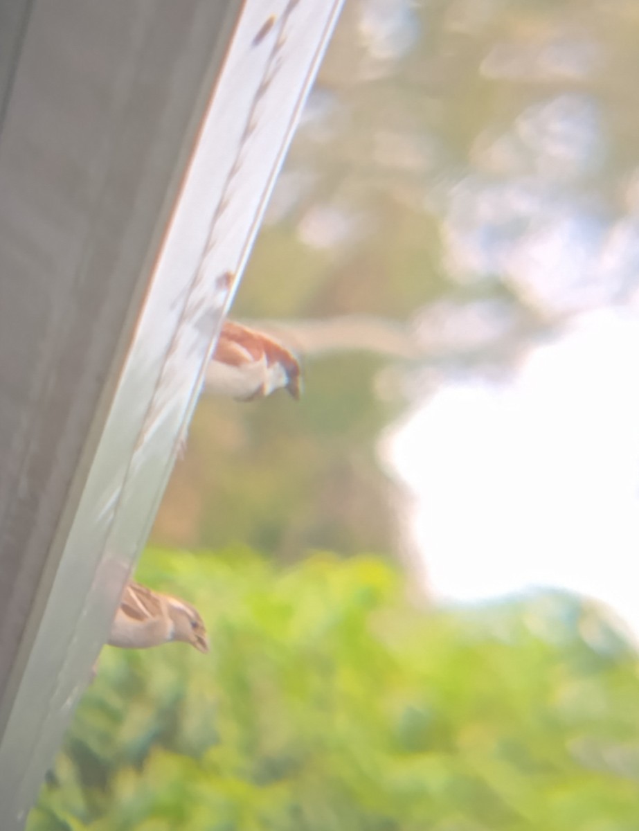 vrabec domácí - ML647850651