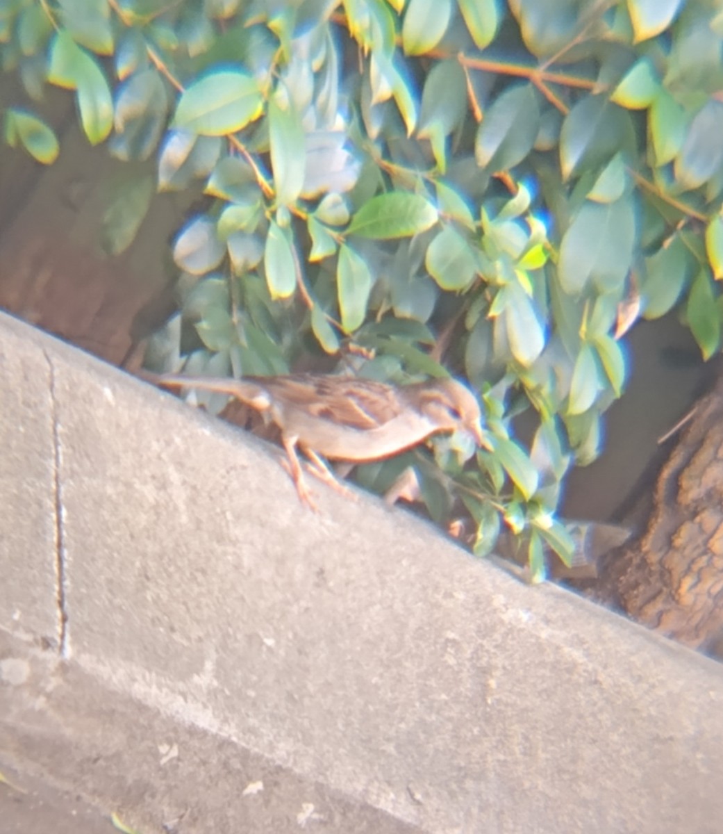 vrabec domácí - ML647850653