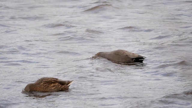 Gadwall - ML647850689