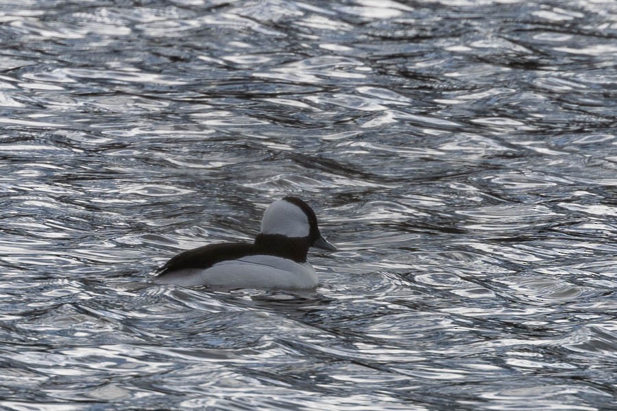 Bufflehead - ML647850691