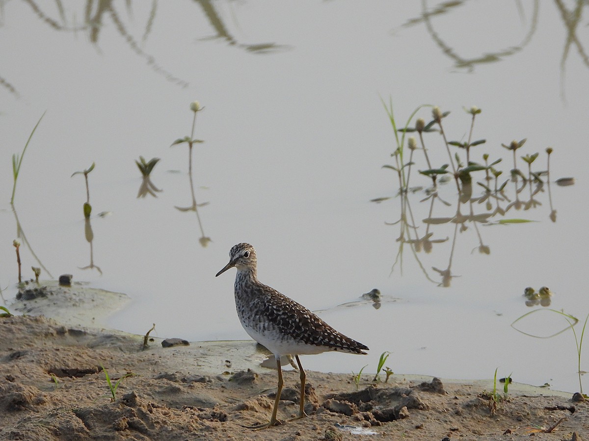 vodouš bahenní - ML647850748