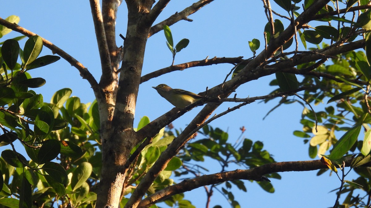 White-eyed Vireo - ML647850755