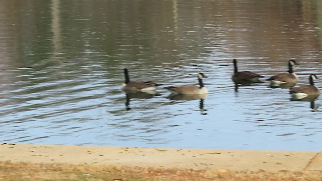 Canada Goose - ML647850768