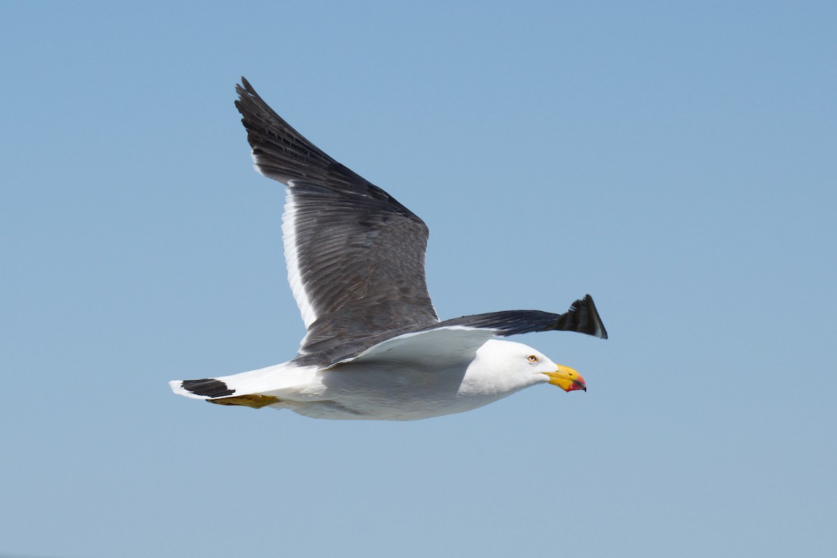 Pacific Gull - ML647850778