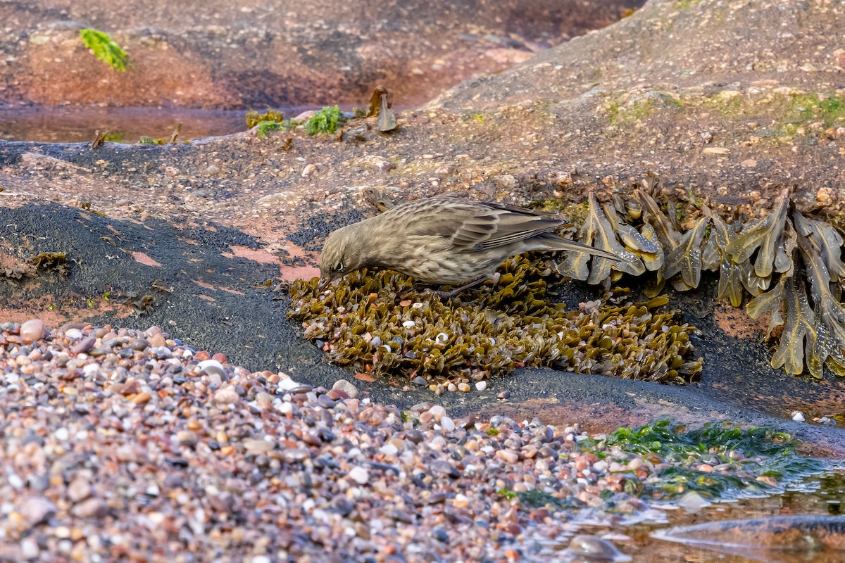 Bisbita Costero - ML647850799