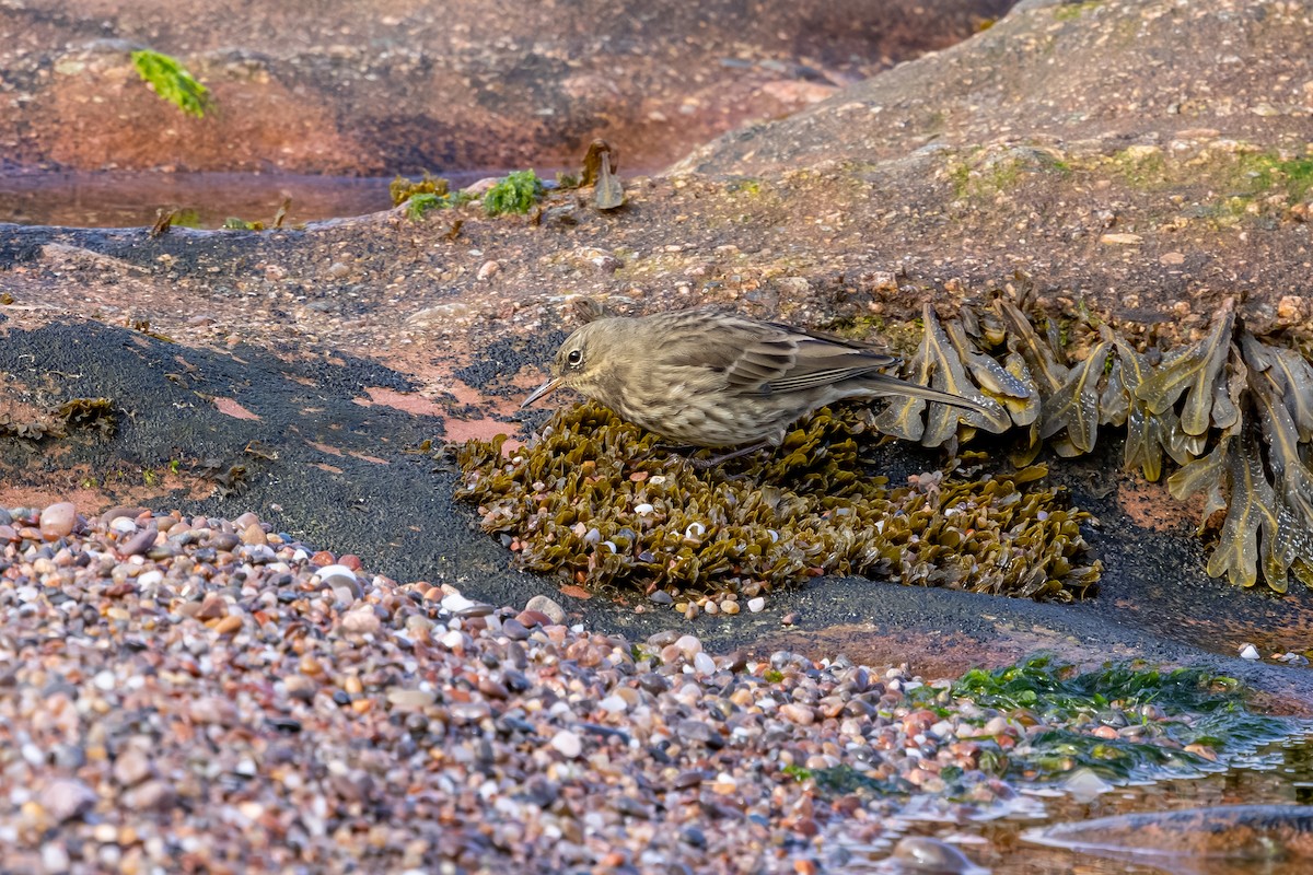 Bisbita Costero - ML647850800