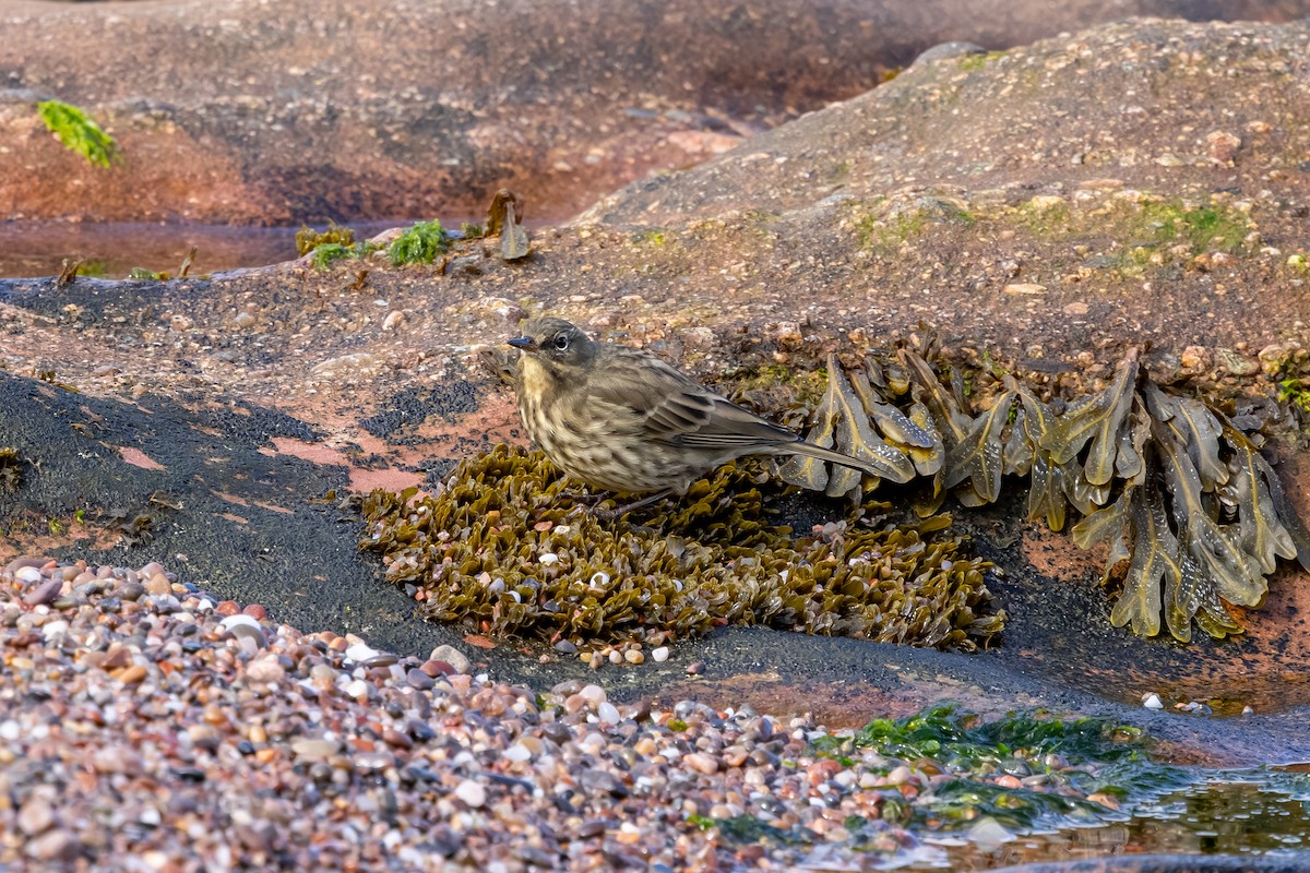 Bisbita Costero - ML647850801