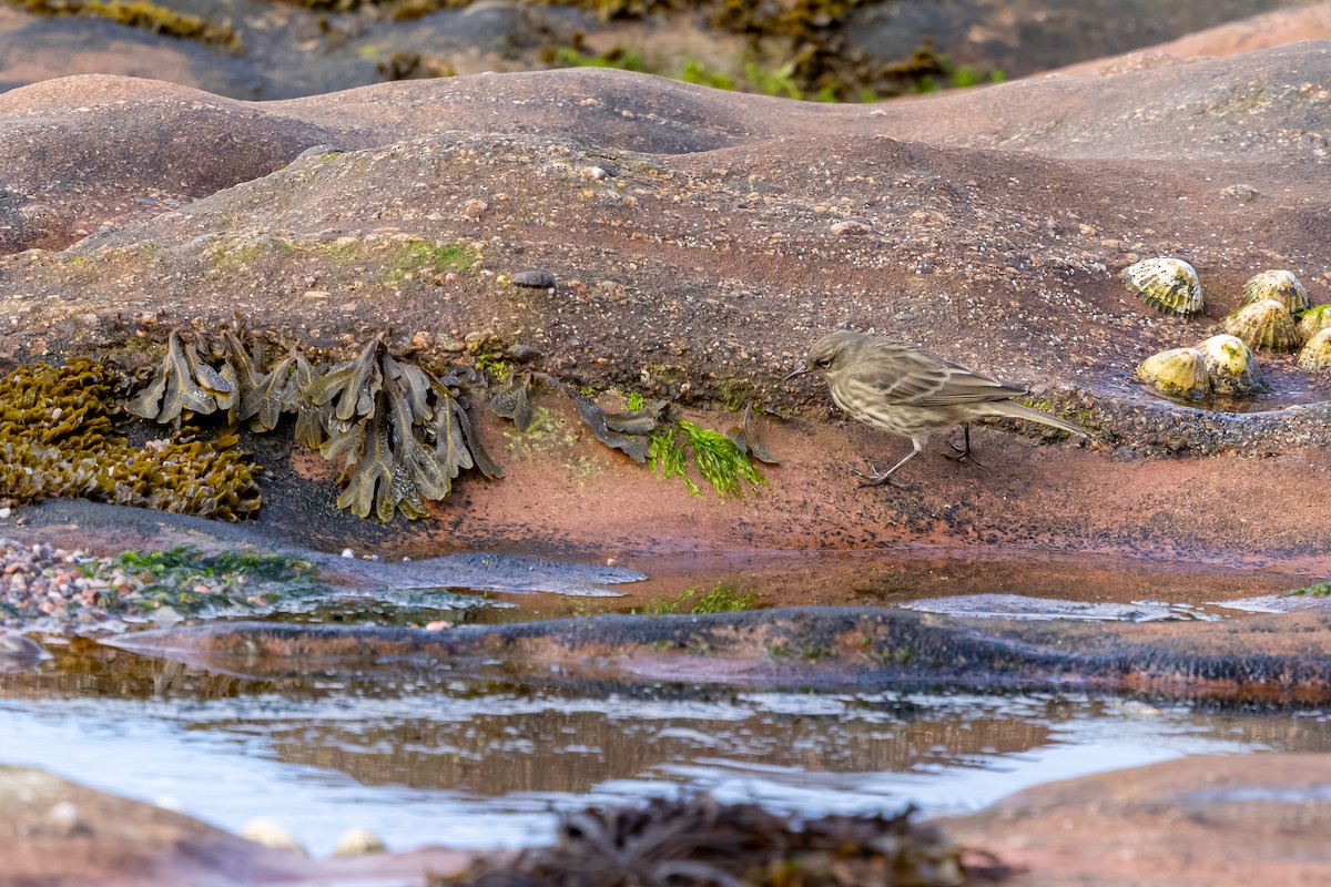 Bisbita Costero - ML647850802