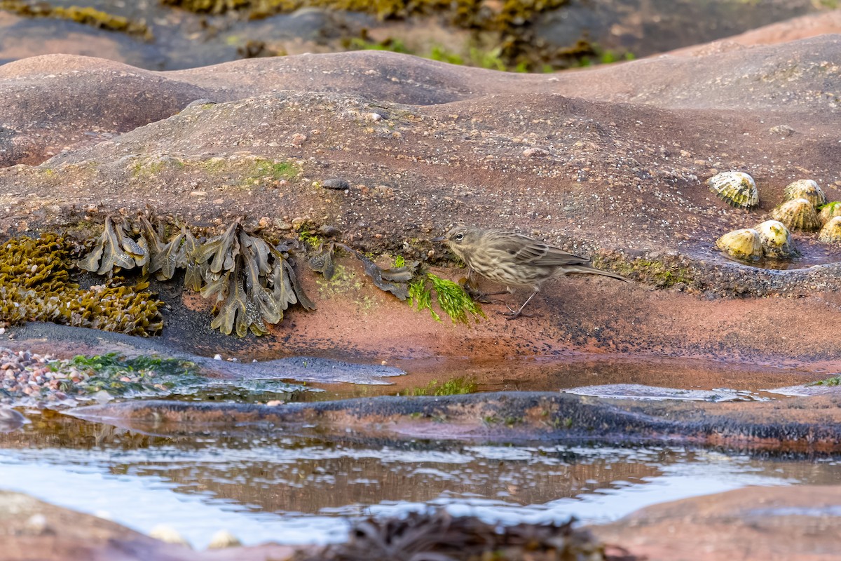 Bisbita Costero - ML647850803