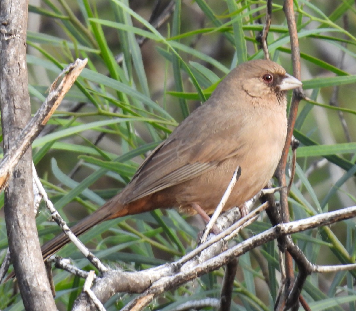 Abert's Towhee - ML647850810