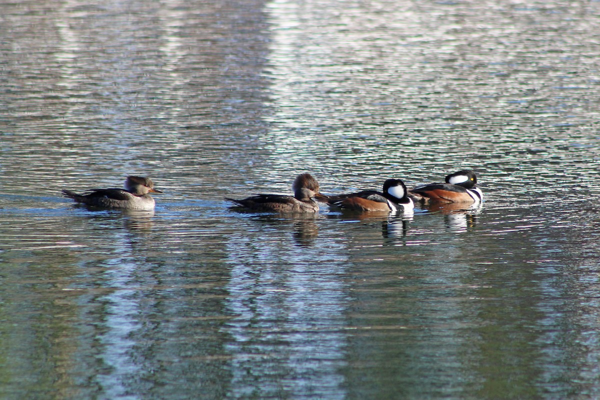 Hooded Merganser - ML647850812