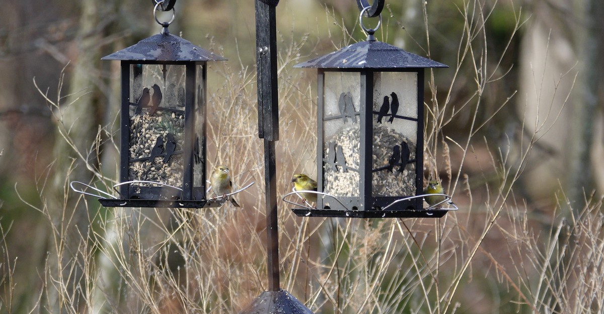 American Goldfinch - ML647850818