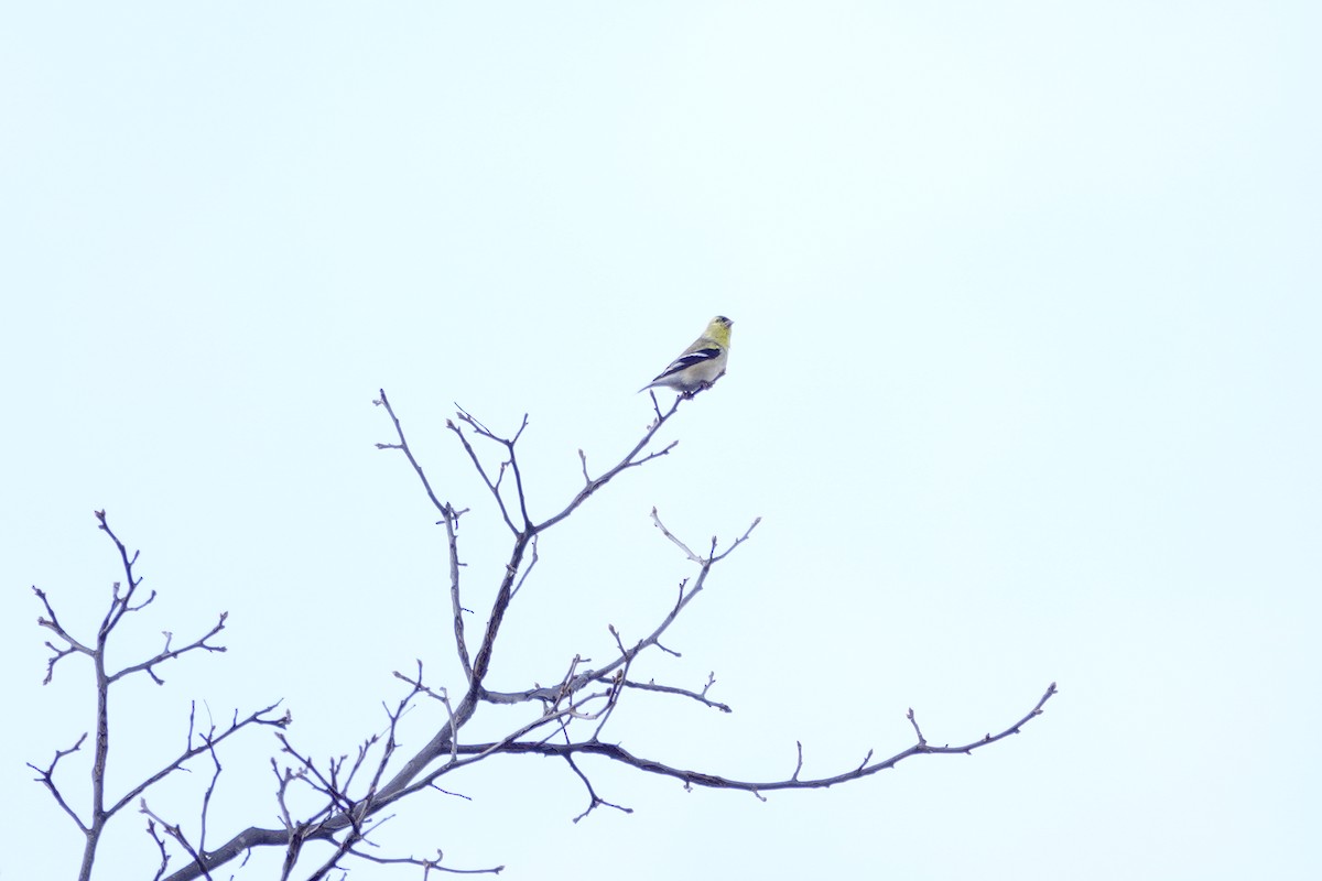 American Goldfinch - ML647850819