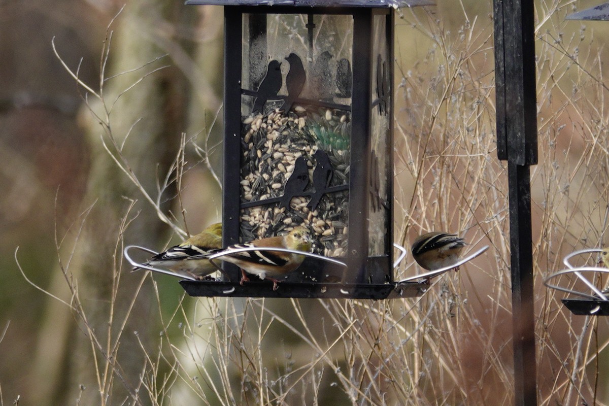 American Goldfinch - ML647850820