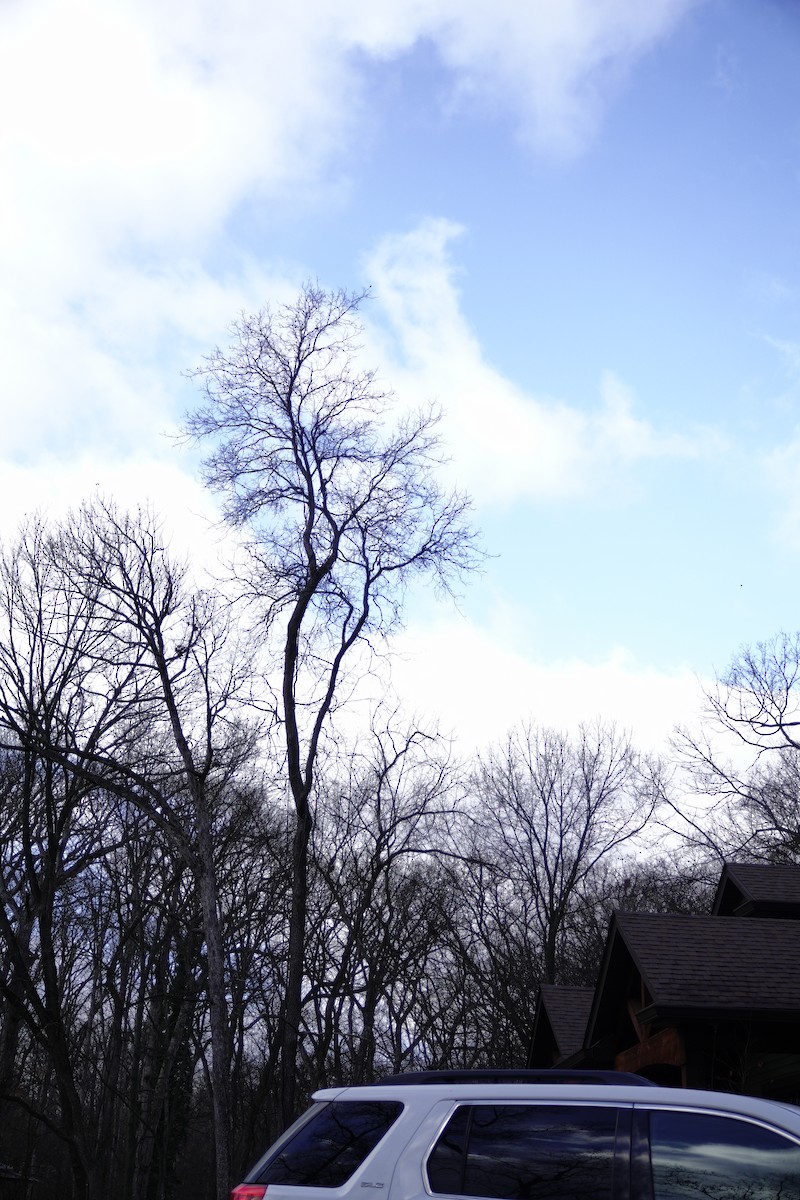 American Goldfinch - ML647850822