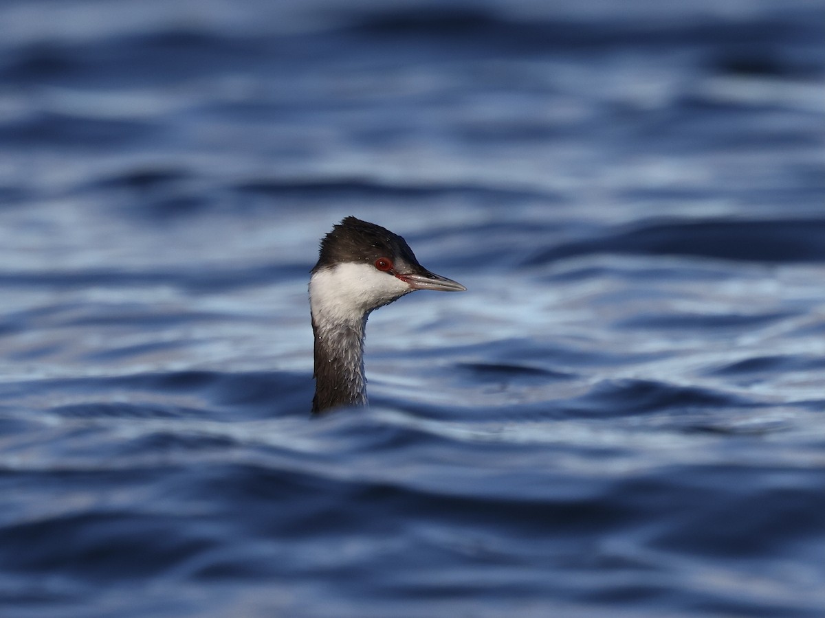 Txilinporta urrebelarria - ML647850825