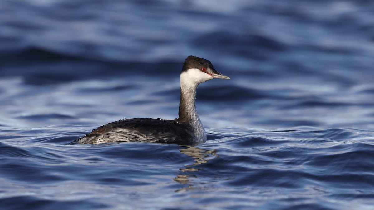 Txilinporta urrebelarria - ML647850826