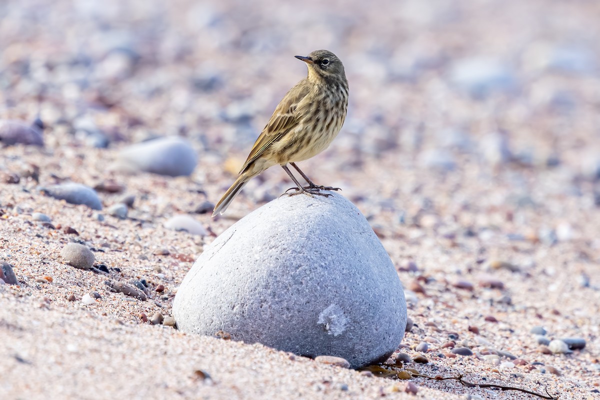 Bisbita Costero - ML647850827